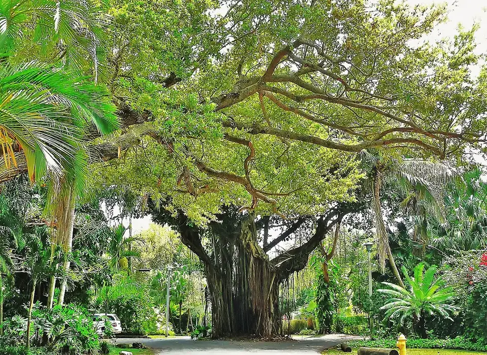 Coconut Grove, Florida