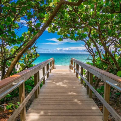 Jupiter Florida Homes For Sale or Rent logo