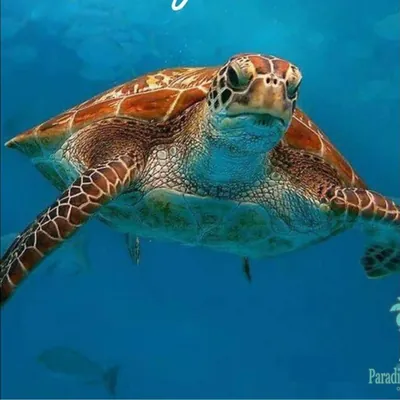 Paradise Homes Realty of the Treasure COAST logo